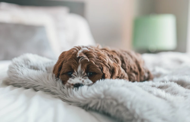 cachorro de cavapoo marrón acostado en la cama
