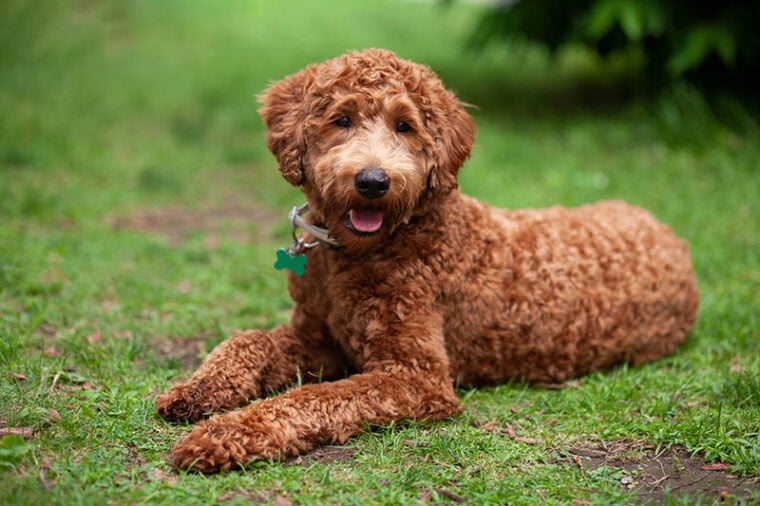 brown labradoodle lying on the grass