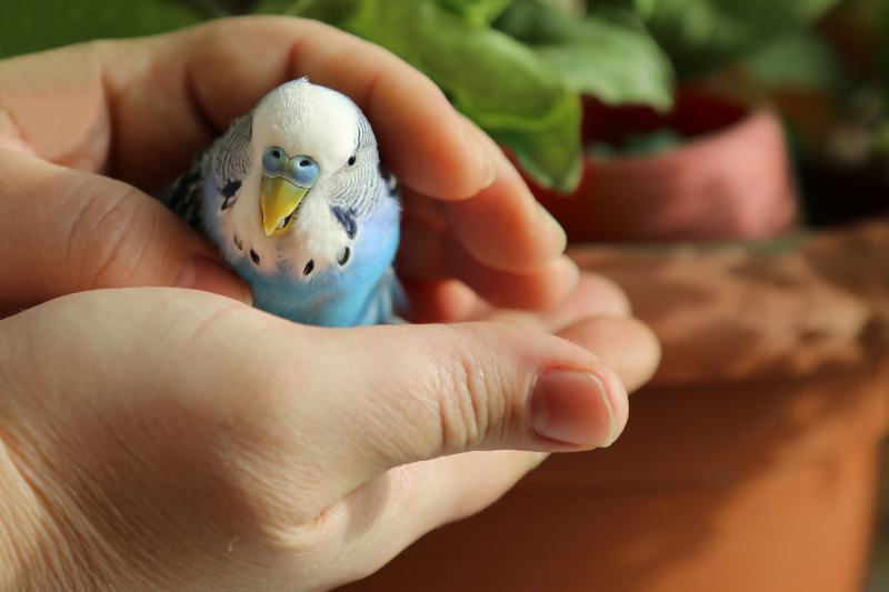 budgie in the hands of a man