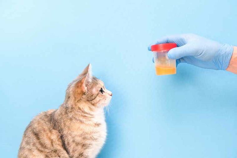 cat looking at a urine test