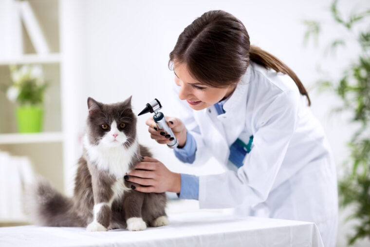 cats ears checked by vet