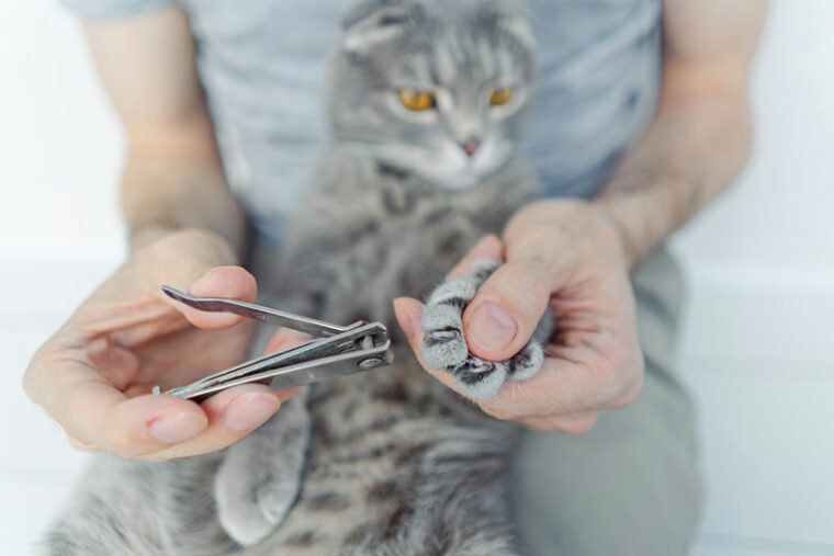 cat's nails getting trimmed with human nail cutter