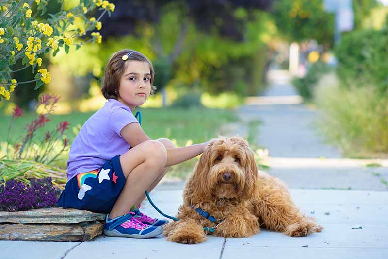child sitting beside a labradoodle
