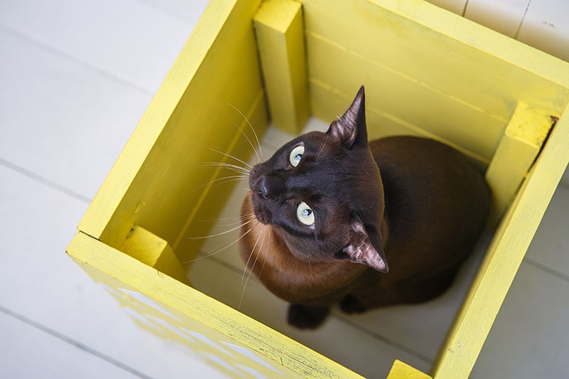 chocolate brown color European Burmese cat peeking out of a yellow box