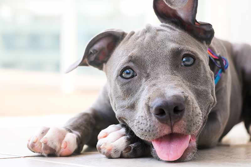 closeup of a puppy pitbull