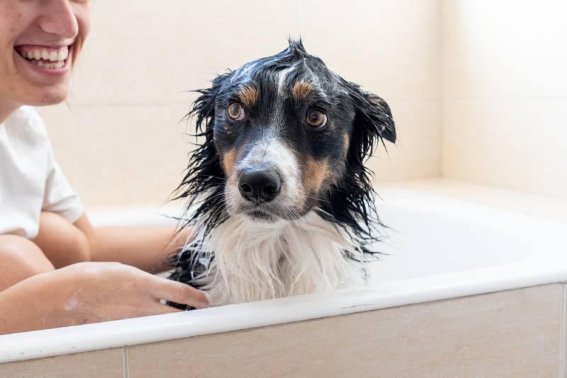 closeup of border collie dog while taking a shower in the bathtub