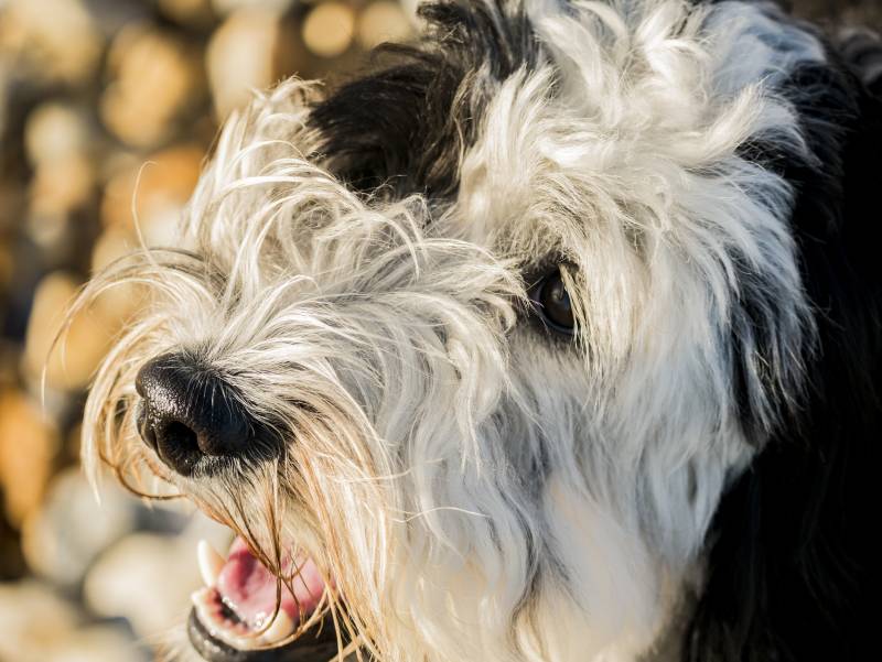 closeup of parti labradoodle dog