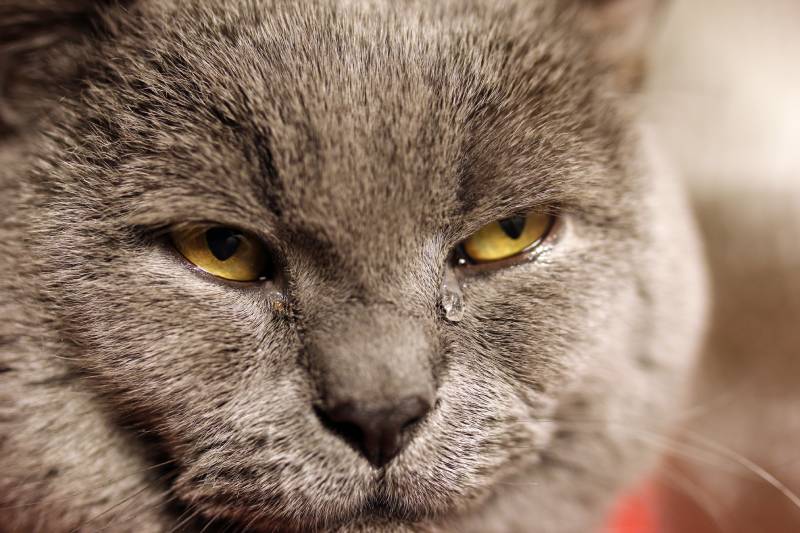 Do Cats Cry Tears Like Humans? Vet Reviewed Facts & FAQs | Pet Keen