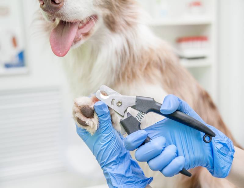 closeup vet cutting border collie dog toenails