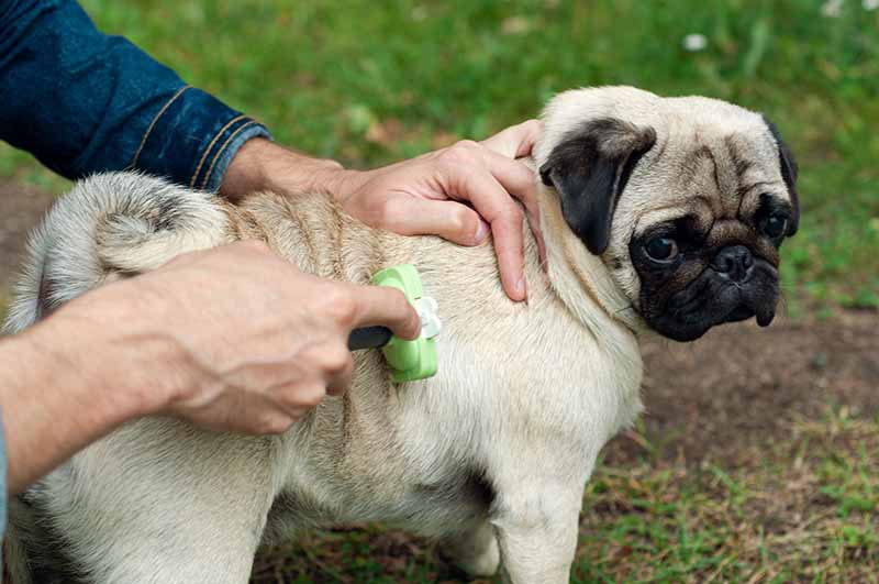 combing a pug with metal brush