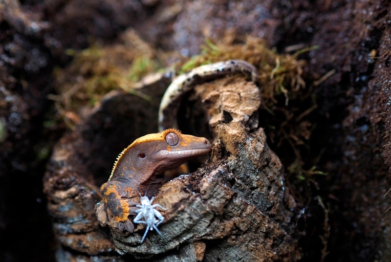 crested gecko hidding in cave