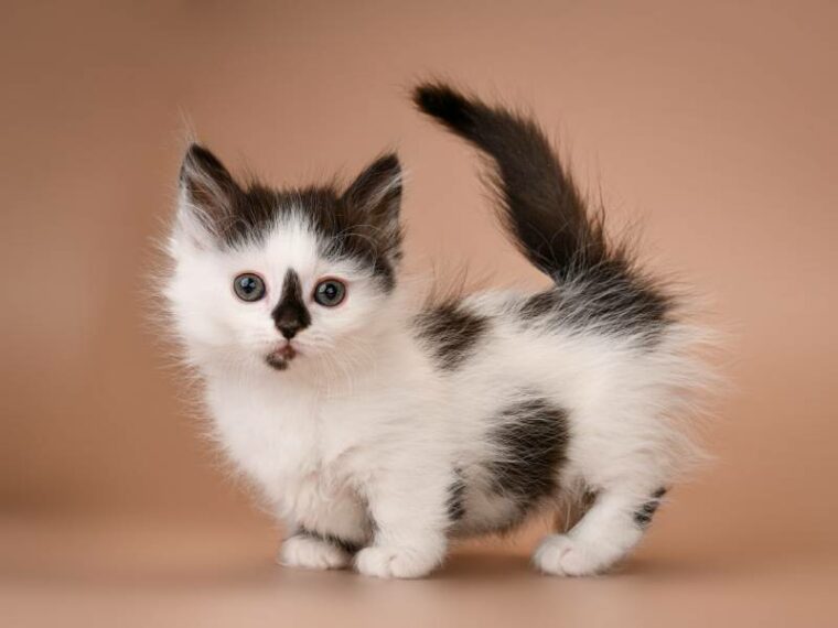 cute adorable funny munchkin kitten