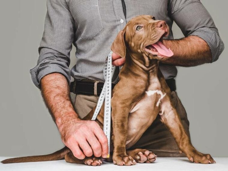 cute brown dog being measured by owner
