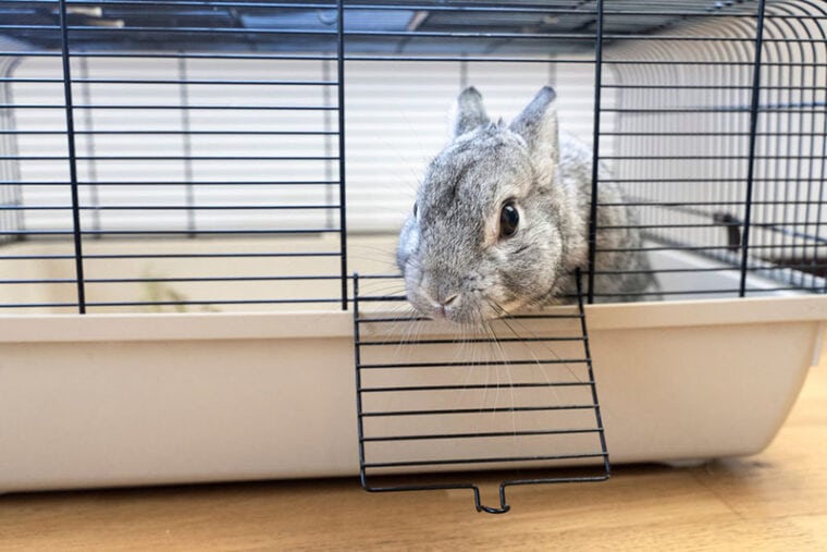 cute gray rabbit peeking out from the cage