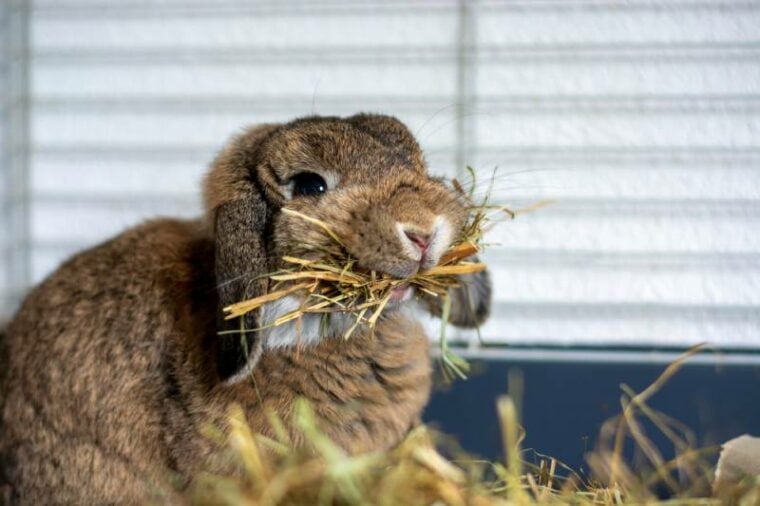 cute lop ear rabbit in a cage holding a lot of hay in its mouth