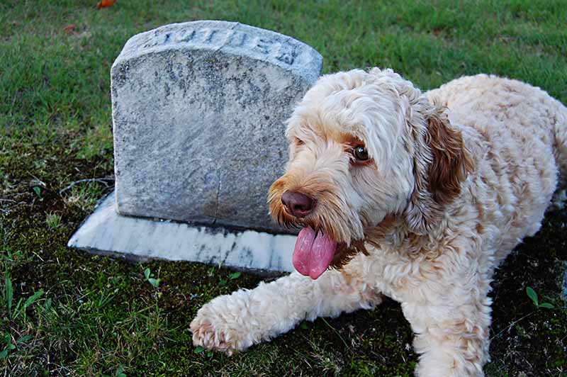 perro junto a una tumba