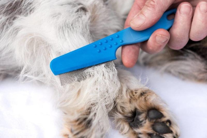 g brushing the fur with fleas with a comb