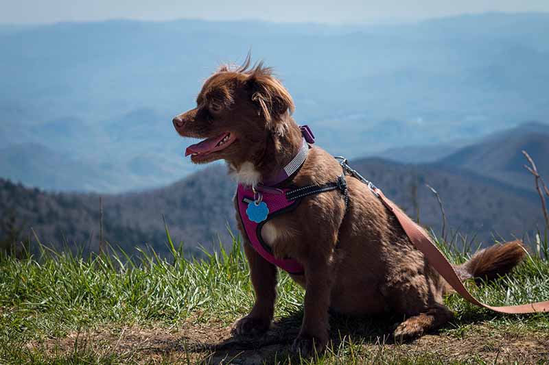 dog on appalachian trail