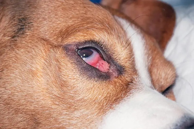 dog with eye Papillomas