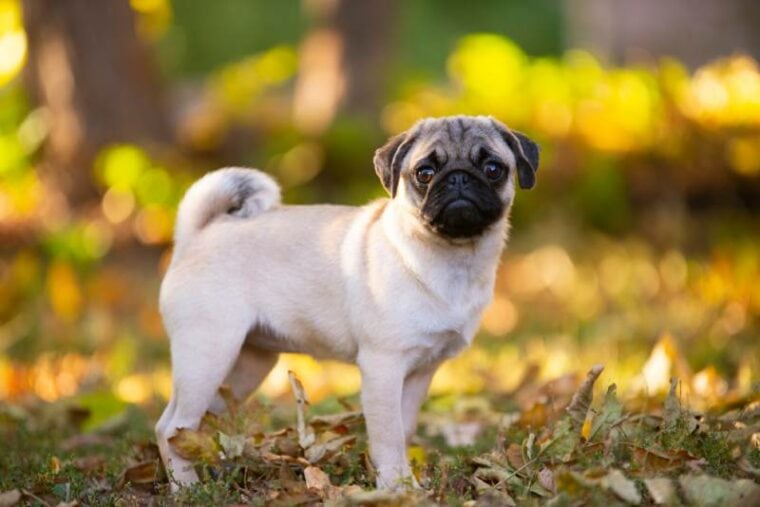 fawn pug dog standing outdoors