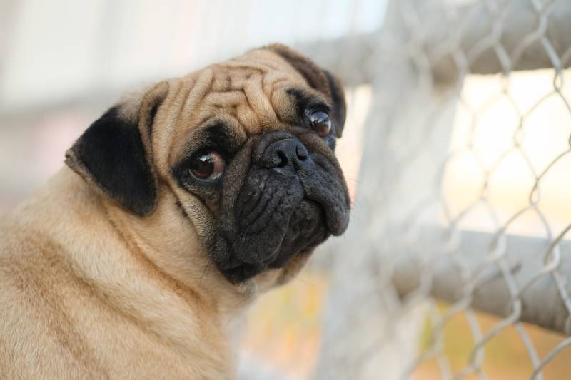 fawn pug dog waiting to go out to playground
