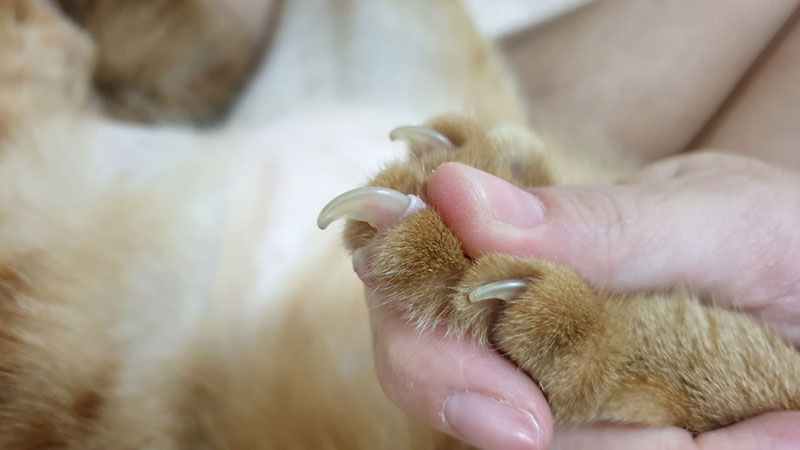 female hands holding the cat's claw