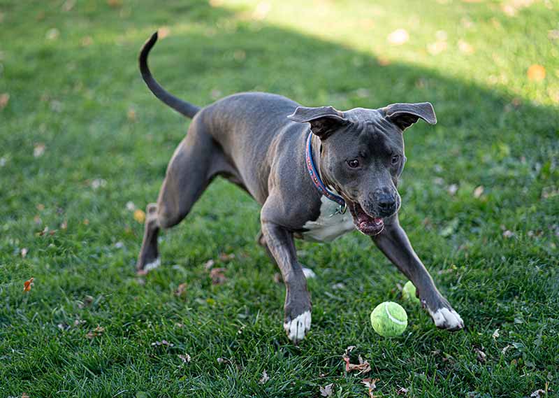 female pitbull puppy