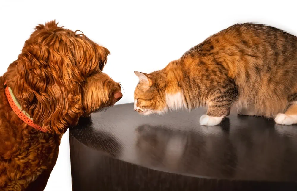labradoodle infront of cat