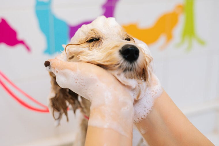 funny curly labradoodle dog bathing