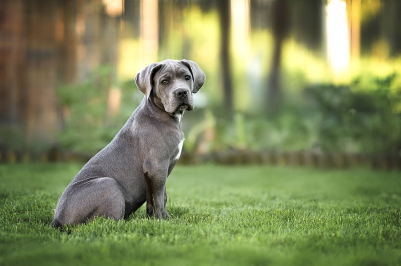 gray cane corso dog sitting on grass