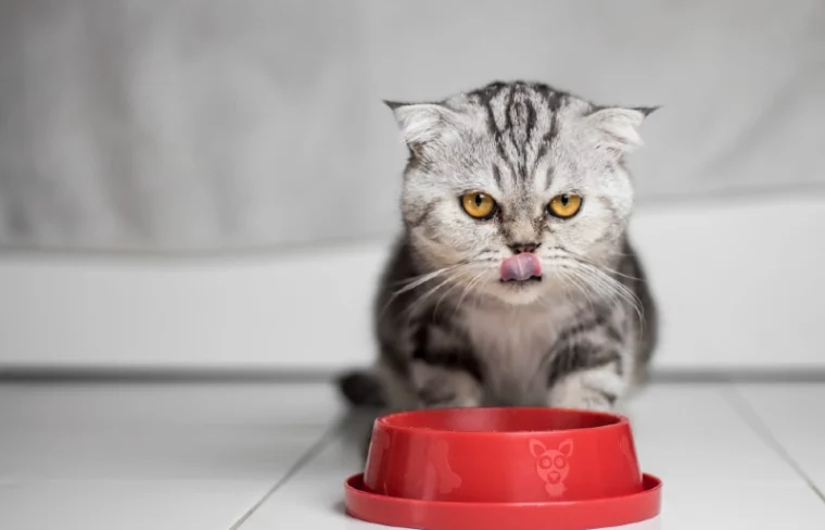 gray tabby scottish fold cat licking its lips after eating food from bowl