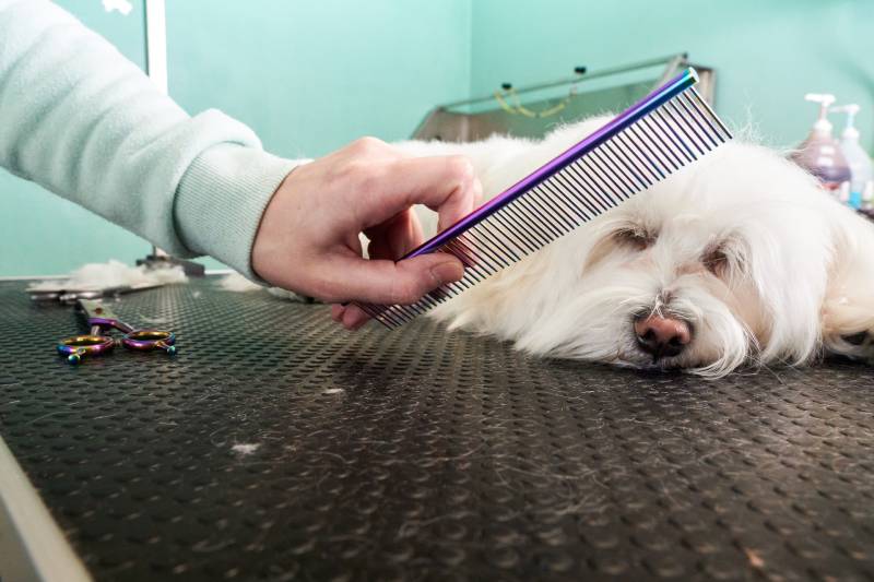 grooming a white maltese dog in a pet salon