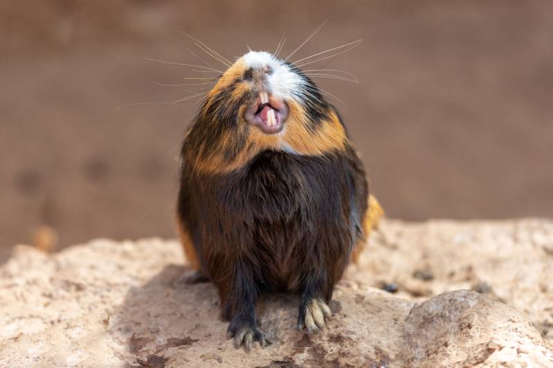 guinea pig yawns and shows her teeth
