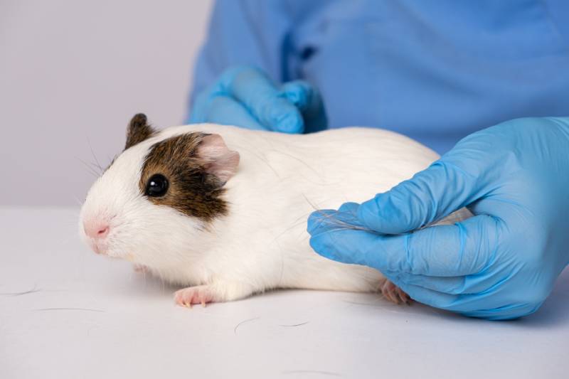 hair loss in a guinea pig while being examined by a veterinarian