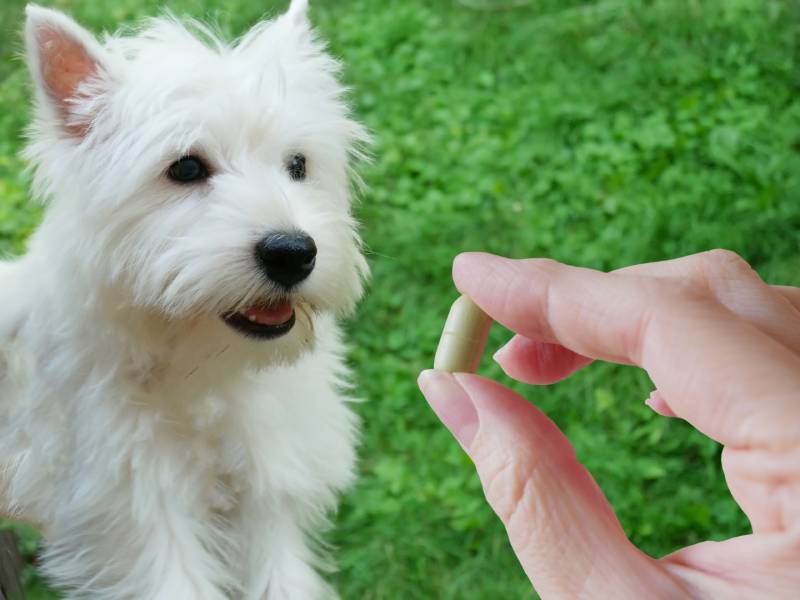 hand with pill and west highland terrier dog puppy outdoors
