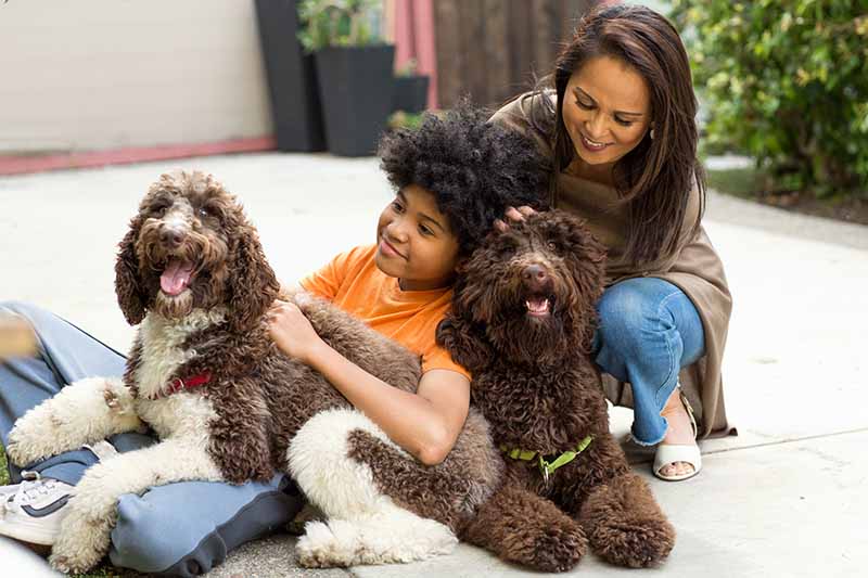 happy family with labradoodle