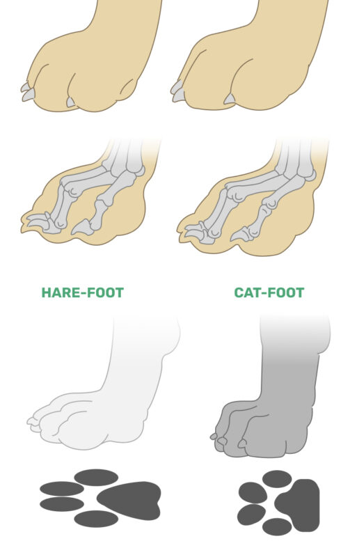 hare vs cat feet