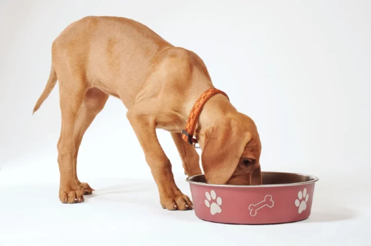hungarian vizsla puppy dog eating food from a bowl