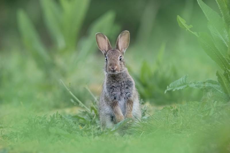 juvenile rabbit standing tall and curious