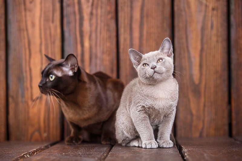 kitten and adult cat breed European Burmese, father and son sitting on wooden background. Grey and brown, chocolate color