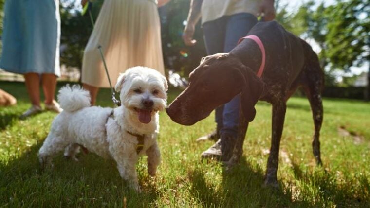 kurzhaar and maltese dogs getting to know each other during walking with cropped owners on green lawn in park