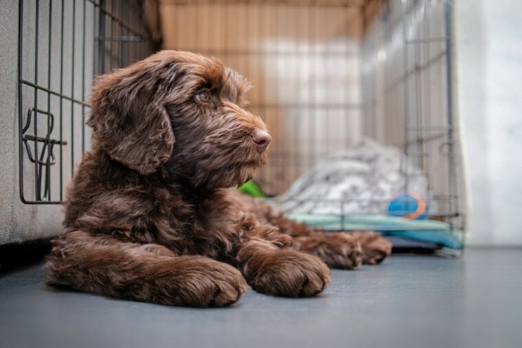 labradoodle lying near dog crate