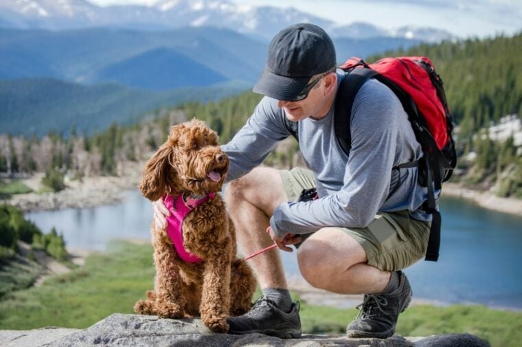 labradoodle with the owner outdoor