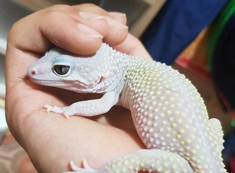leopard gecko at a human hand