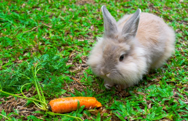lionhead rabbit eating a carrot on the grass