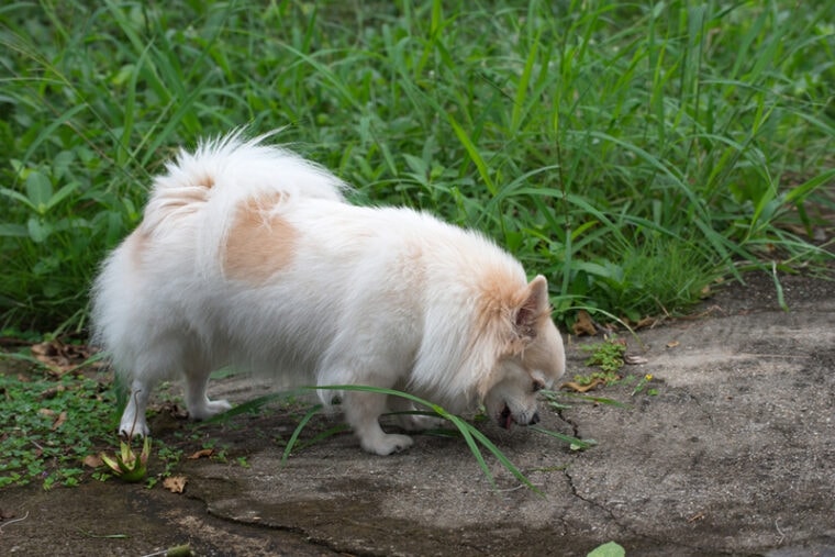 longhaired chihuahua regurgitating outdoor