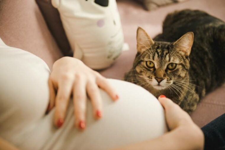 mad cat at its pregnant owner