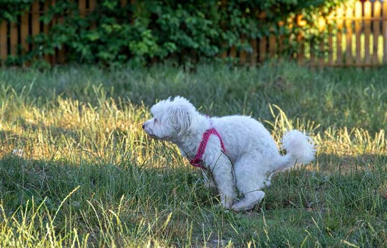 Maltese Bichon dog defecating in the park