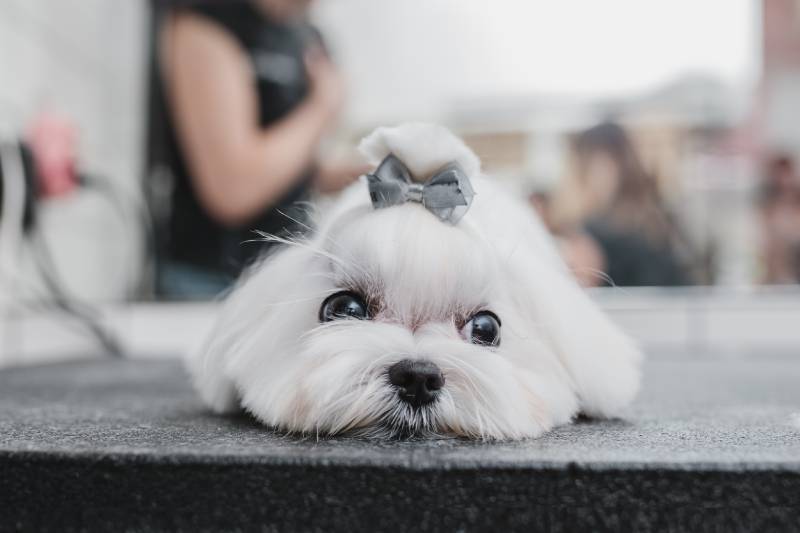 maltese dog at grooming salon