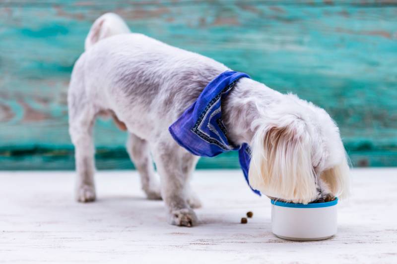perro maltés comiendo comida para perros